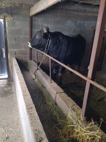 дом животных: Продаю | Бык (самец) | Швицкая | На откорм | Привязанные — 5