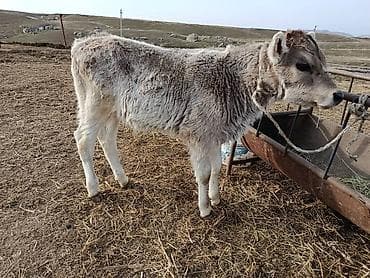 Рыбы: Продаю | Бык (самец) | На откорм | Привязанные — 3