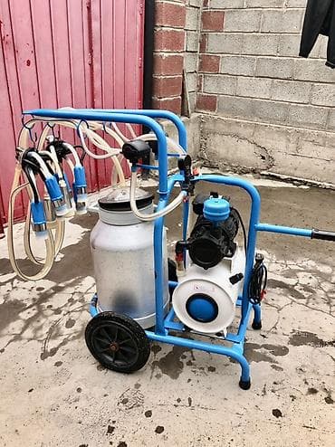 дробилка для винограда: Продаю | Корова (самка) — 4