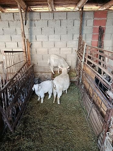козу ягненок: Продаю | Коза (самка) | Для молока — 2
