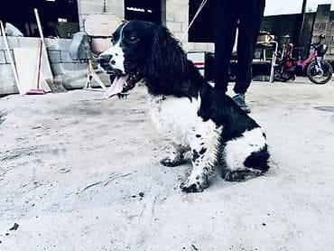 стерилизация собак бишкек цена: Английский спрингер-спаниель, черно-белый окрас с пятнами. Собака — 2