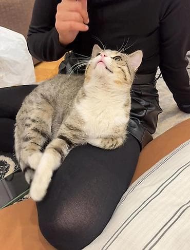 Ласковые домашние кошки — идеальные компаньоны для дома. - Окрас