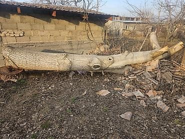 оптом лес: Жангак — 1