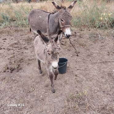 купить измельчитель травы и сена: Ослы — мама с жеребёнком - Пара домашних ослов серой масти: взрослая — 2