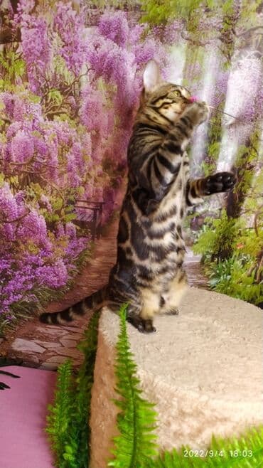 новорожденные котята: Красивейшие Бенгальские котята . разный возраст. Большой — 8