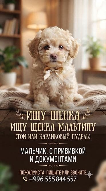 мини пу: Ищу щенка мальтипу. Привитый и с документами.Растичитаю на — 1