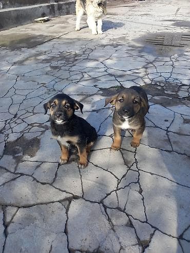 собака корги купить: Отдам щенков в добрые руки (дворняжки) — 2