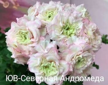 гортензия цена бишкек: Продаю пеларгонии сортовые Российской и Германской селекции, от 250 — 11