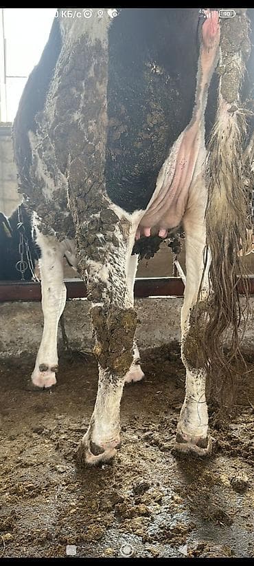 беде прес тюк: Продаю | Корова (самка) | Для молока | Привязанные — 3