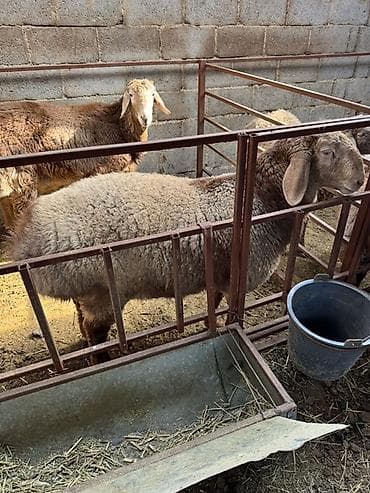 Үй жаныбарлары үчүн товарлар: Сатам | Ургаачы кой (ургаачы) | Көбөйтүү үчүн — 5