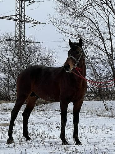 Услуги ветеринара: Продаю | Жеребец | Рабочий — 1