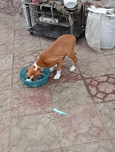 немецкая овчарка щенки цена: Боксёр, 3 месяца, Самка — 3