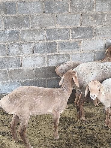 ротвейлер бишкек: Сатам | Козу | Арашан | Көбөйтүү үчүн — 9