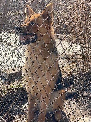 Продажа собак: Немецкая овчарка, классический чепрачный окрас (черно‑рыжий) — 2