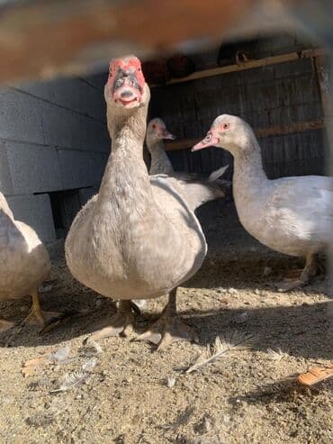 сколько стоит шотландская вислоухая кошка: Мускусные утки (индоутки), стадо серо-бежевого окраса.16000 тыс за — 1