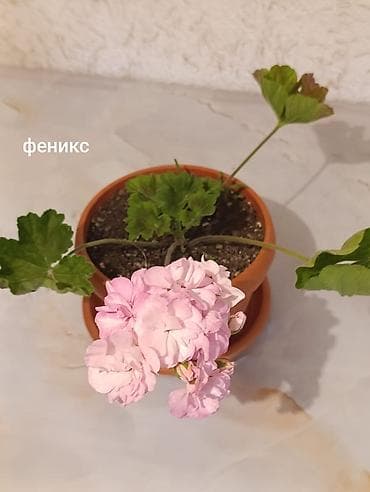 Пеларгонии (герани) сортовые в горшках: - Тюльпанка — тюльпановидные — 6