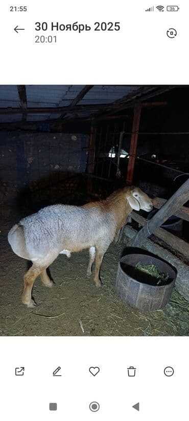 Продаю | Баран (самец) | Для разведения