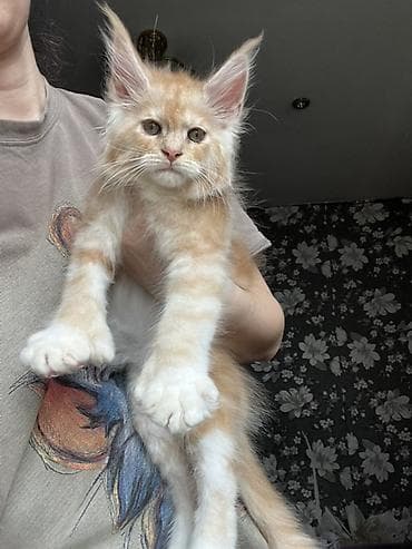 куплю хомяка с клеткой: Мощные эксклюзивные котята куны Мейн Куны с полным пакетом документов — 8