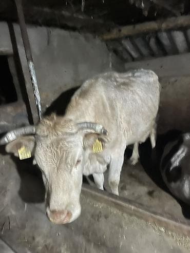 Грызуны: Продаю | Корова (самка) | Для молока | Привязанные — 1