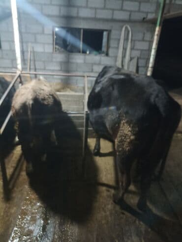 корм для домашних животных: Продаю | Бык (самец) | На откорм | Привязанные — 9