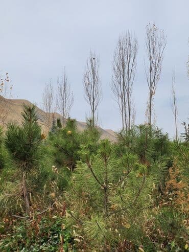 садовый стол: Продаются хвойные и лиственные деревья🌲🌳 - Голубая ель от 0,8-5м - — 17