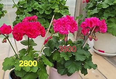 Пеларгония (герань) с ярко‑розовыми соцветиями в горшке. - Пышные