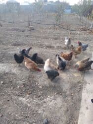 где можно купить кошку в бишкеке: Договорная — 1