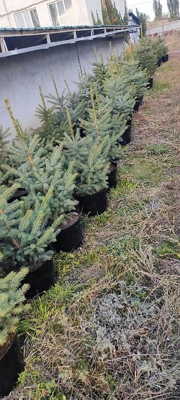 авто эмаль: Живые ели голубые (Picea pungens, «голубая ель») с комом земли - — 5