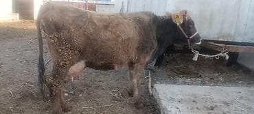 Птицы: Продаю | Корова (самка) | Полукровка | Для молока — 2