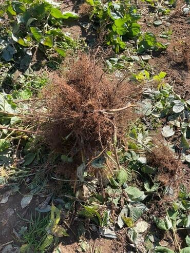 ящик пчелы: Саженцы малины с развитой Цена за шт 20с корневой системой, готовые к — 4