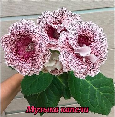 Фиалки и глоксинии: Продаю укорененные детки сортовых махровых глоксиний!Цена 200с — 3