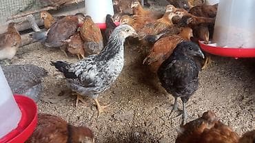 ак кой: Продаю | Куры | Бройлерная | На забой — 7