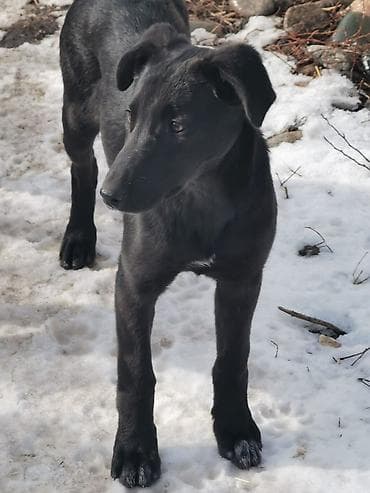 Собака даром: Дворняжка, 4 месяца, Самка