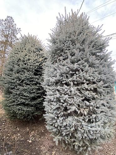 Саженцы деревьев: Ели