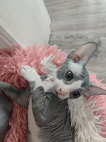 кошки сфинкс: Котёнок породы донской сфинкс. Описание: - Окрас: серо-белый — 2
