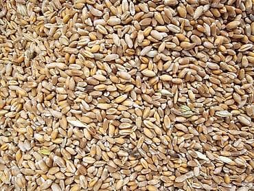 каракол дрова: ПРОДАЖА !!! Ячмень 25 сом за 1кг Пшеница 25 сом за 1кг Кукуруза 25 сом — 3