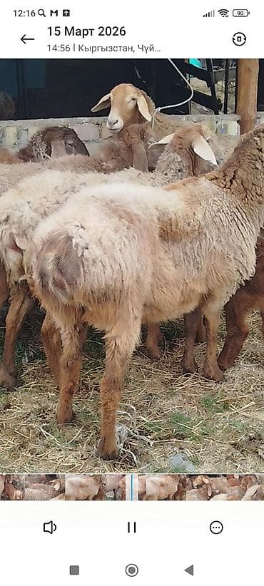 А/ч жаныбарлары үчүн тоюттар: Сатам | Ургаачы кой (ургаачы) | Эдильбай | Союуга | Ургаачы — 2