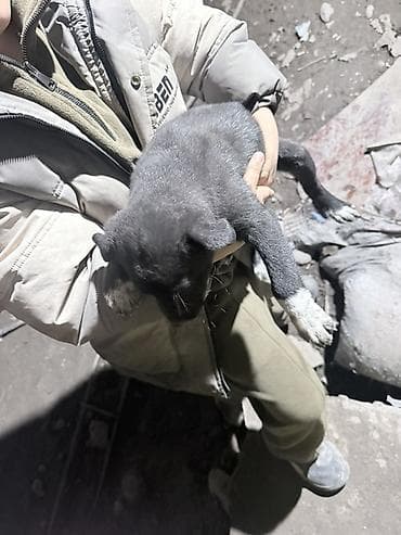 объявление продам собаку: Отдам щенят в хорошие руки. 
Игривые активные хорошие сторожа — 4