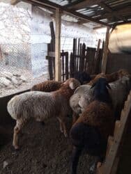 продаю связи с переездом: Продаю | Баран (самец) | Полукровка, Арашан | Для разведения | Осеменитель — 5