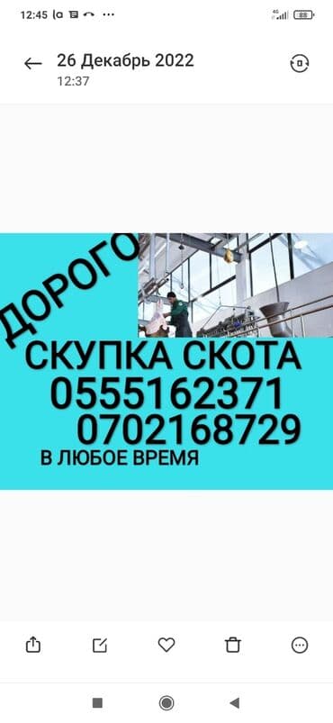 продаю в связи с переездом: Куплю | Коровы, быки, Лошади, кони, Другие с/х животные | Круглосуточно, Любое состояние, Забитый — 1