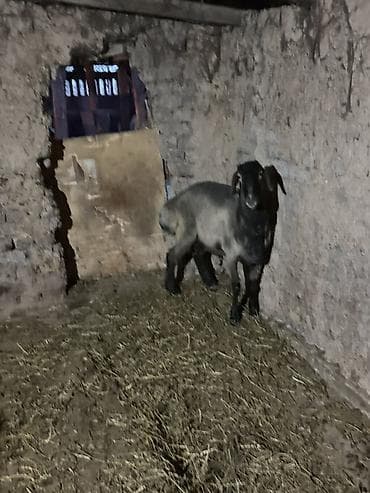 домашние птицы: Продаю | Баран (самец) | Для разведения | Кастрированные — 7