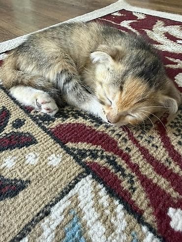 кошка арча бешик: Котятам почти 2 месяца, парода шотландская, один мальчик вислоухий — 3