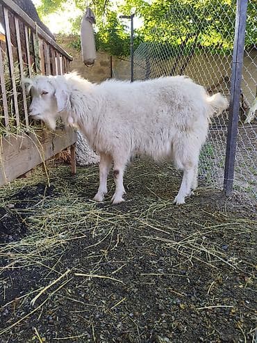 чистопородное разведение: Продаю | Козёл (самец) — 3