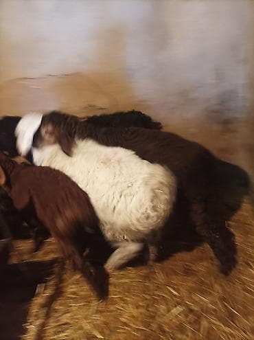 куры карлики: Продаю | Овца (самка) | Гиссарская, Арашан, Романовская | Для разведения | Племенные — 10