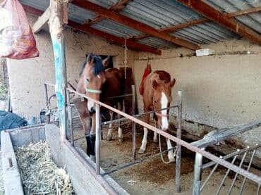 домик для кота: Сатам | Бээ (ургаачы) | Көбөйтүү үчүн — 3