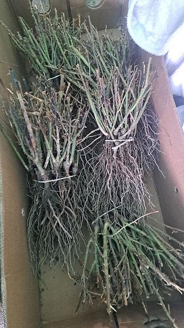 / пионовидный спрей-розы) с открытой корневой системой. Описание: -