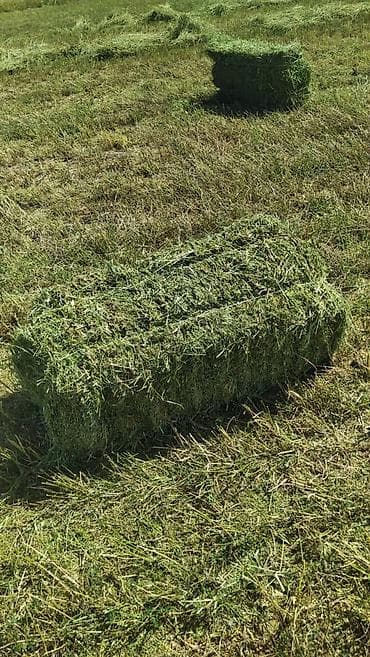 Купю Клевер с Поля Грушики есть Малом и большом количестве. Бишкек