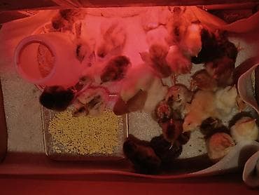 Продаю | Цыплята | Полубрама, Брама, Кучинская | На забой, Для разведения, Несушки