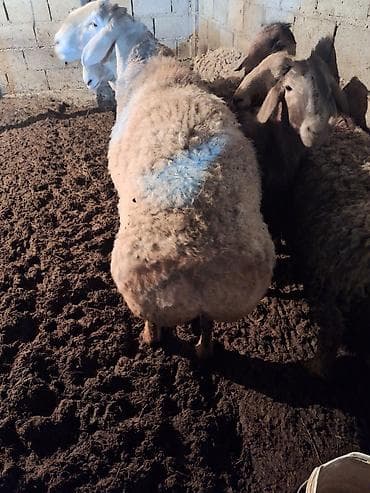овцы дулан: Продаю | Баран (самец) | Арашан, Эдильбаевская | Для разведения — 4
