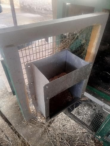 ак жугору: Сатам | Коендун бөжөктөрү | Күрөң коен | Көбөйтүү үчүн | Асыл тукумдуу — 6